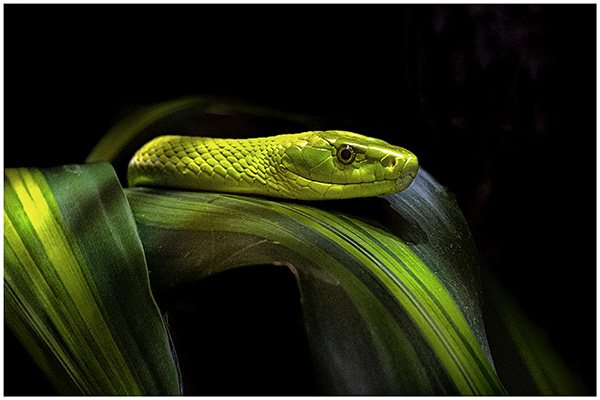 Internet Desiree Gruber grune Mamba Karnten s