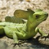 reptil