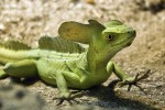 reptil