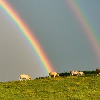 carl kammel nach dem regen moosburg