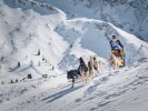 carl kammel schlittenhunde sportgastein  