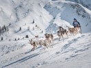 carl kammel schlittenhunde sportgastein  