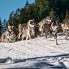 carl kammel sclittenhunde werfenweng