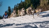 carl kammel sclittenhunde werfenweng