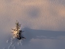  c  ernsttschautscher