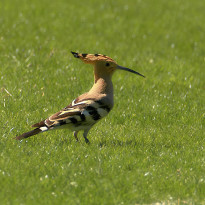  c  ernsttschautscher