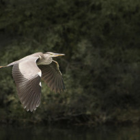  c  ernsttschautscher