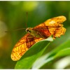 heimo gruber schmetterling