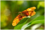 heimo gruber schmetterling