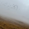 nebel jf