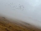 nebel jf