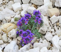 n1 roswitha oberhuber alpen leinkraut
