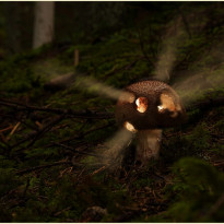 schwaemme und pilze elke perc