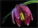 walter steinegger schachbrettblume